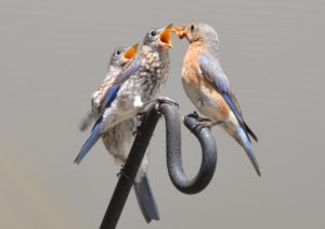 Juvenile Bluebirds with Momma