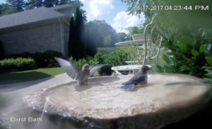 Baby Bluebird's First Bath