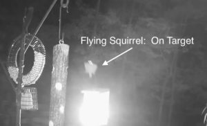 Flying Squirrel Glides Through the Night