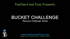 Raccoon Bucket Challenge