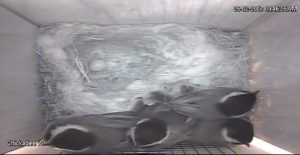 Carolina Chickadee Nest - 17 Days From Egg to Fledge
