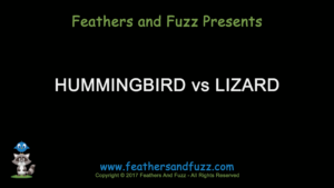 Hummingbird vs Lizard