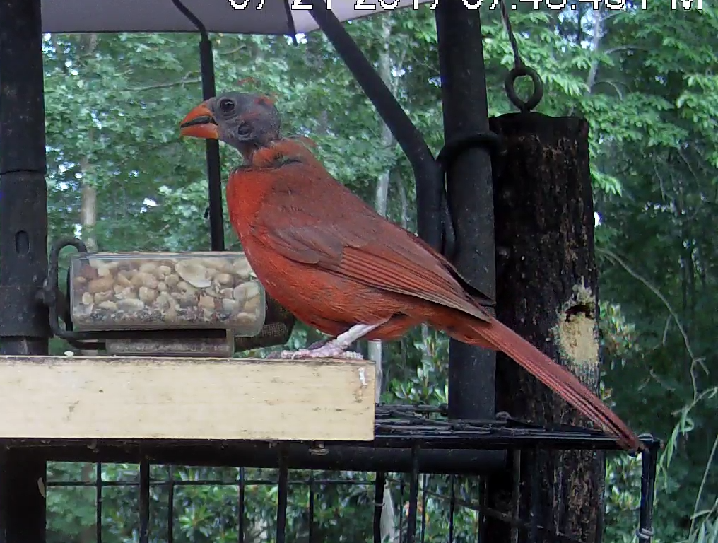Male Northern Cardinal Displaying the Bird Variety of "Male Pattern Baldness"