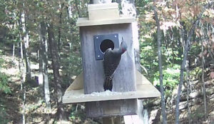 Northern Flicker Closed Wings