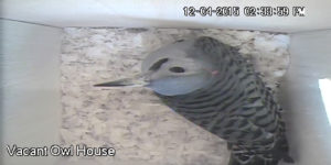 Northern Flicker in Nest Box