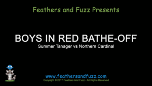 Boys in Red Bathe-Off - Feature Image