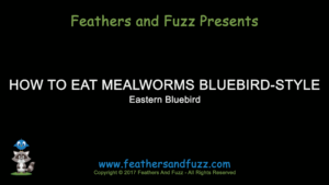 Eat Mealworms Bluebird Style - Feature Image