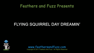 Flying Squirrel Day Dreamin' - Feature Image