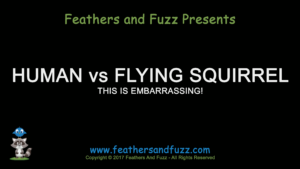 Human vs Flying Squirrel - Feature Image