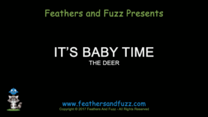 It's Baby Time - Deer - Feature Image