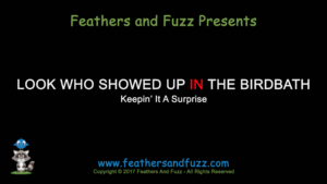 Look Who Showed Up In The Birdbath - Feature Image