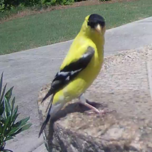 Male American Goldfinch