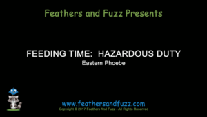 Phoebe Feeding Hazardous Duty - Feature Image