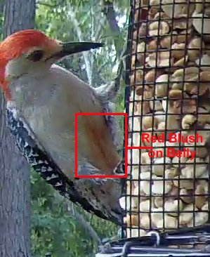 Red-bellied Woodpecker Red Blush