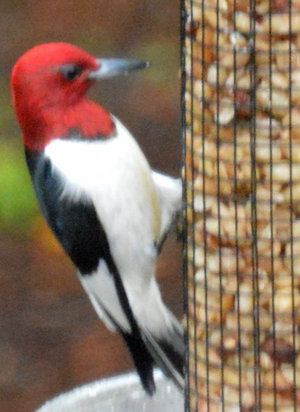 Red-headed Woodpecker