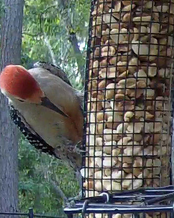 Red-bellied Woodpecker