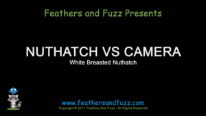 Nuthatch vs Camera - Feature Image