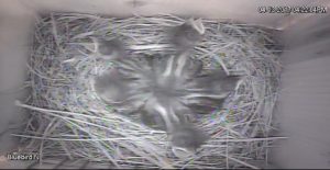 BB Nestlings in Cooling-X