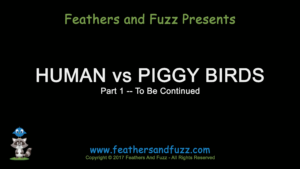 P1 Human vs Piggy Birds - Feature Image