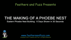 Phoebe Nest - Feature Image