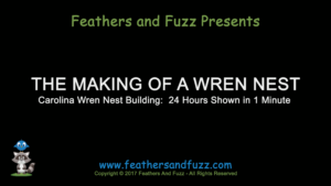 Wren Nest - Feature Image