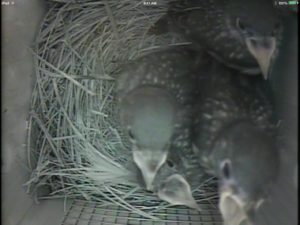 BB Babies in Nest 2014 - Squawking