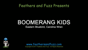 Boomerang Kids - Feature Image