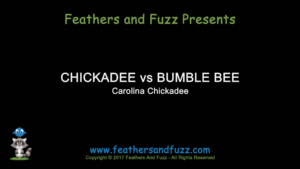 Chickadee Bumblebee - Feature Image