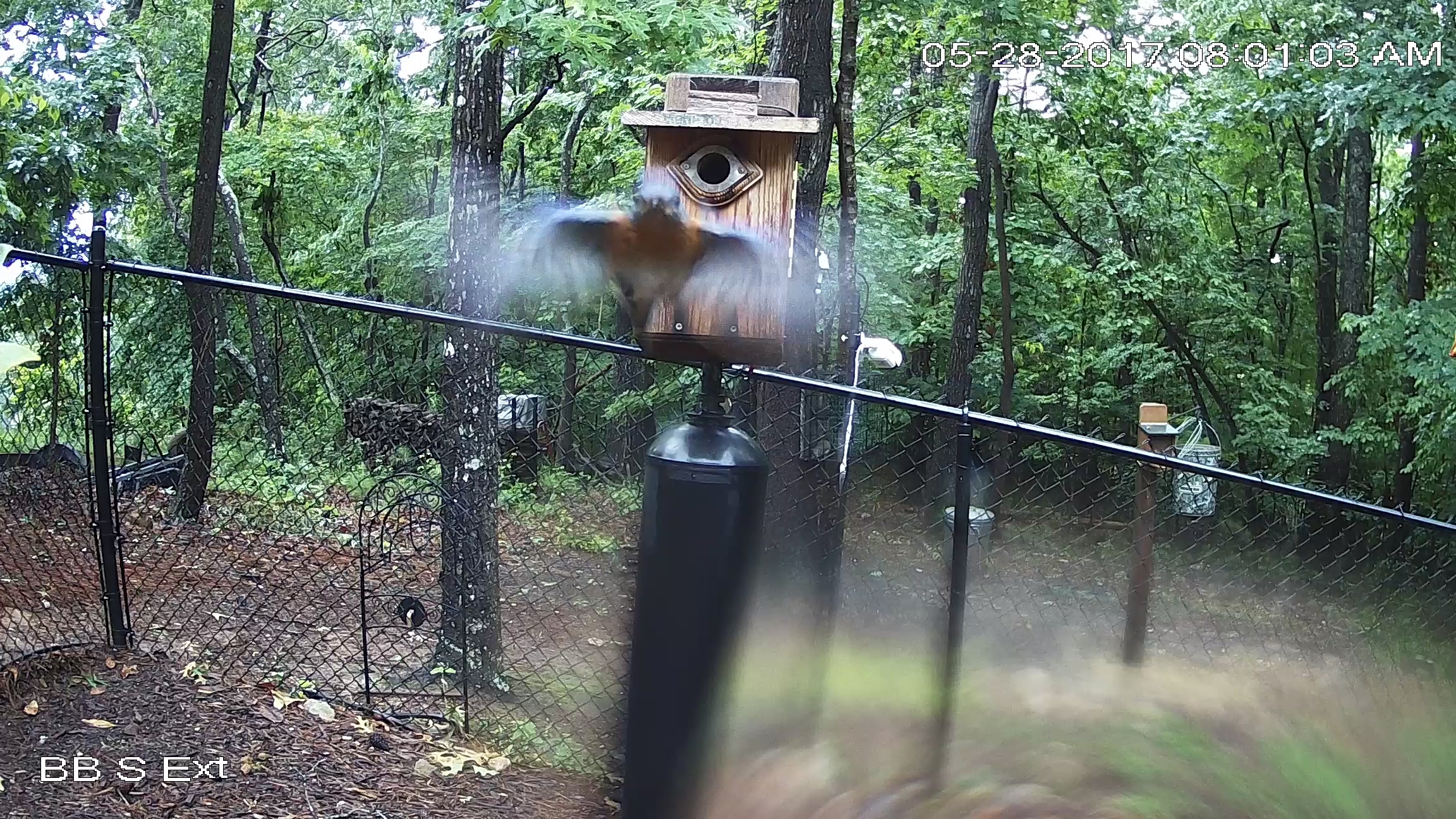 Daddy BB Checks on Nestlings