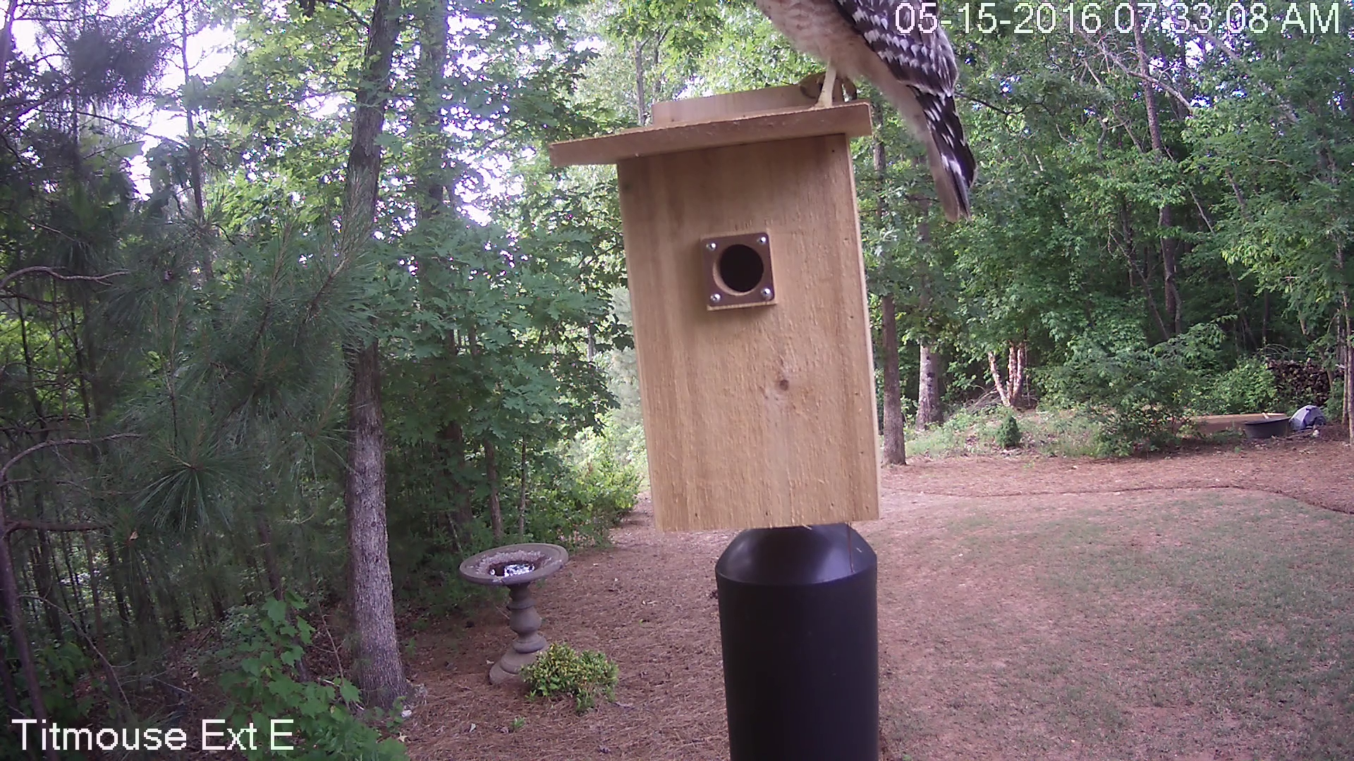 Hawk on Titmouse House