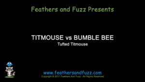 Titmouse Bumblebee - Feature Image