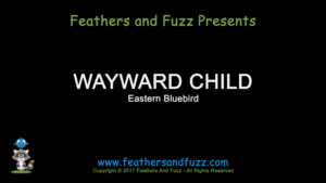 Wayward Child - Feature Image