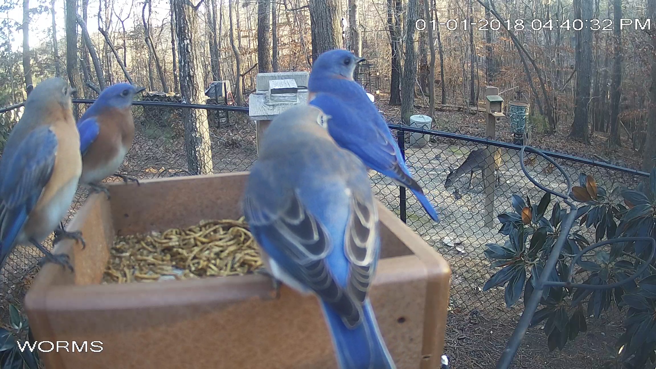 Bluebirds x4 - Winter