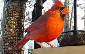 Cardinal in Sun