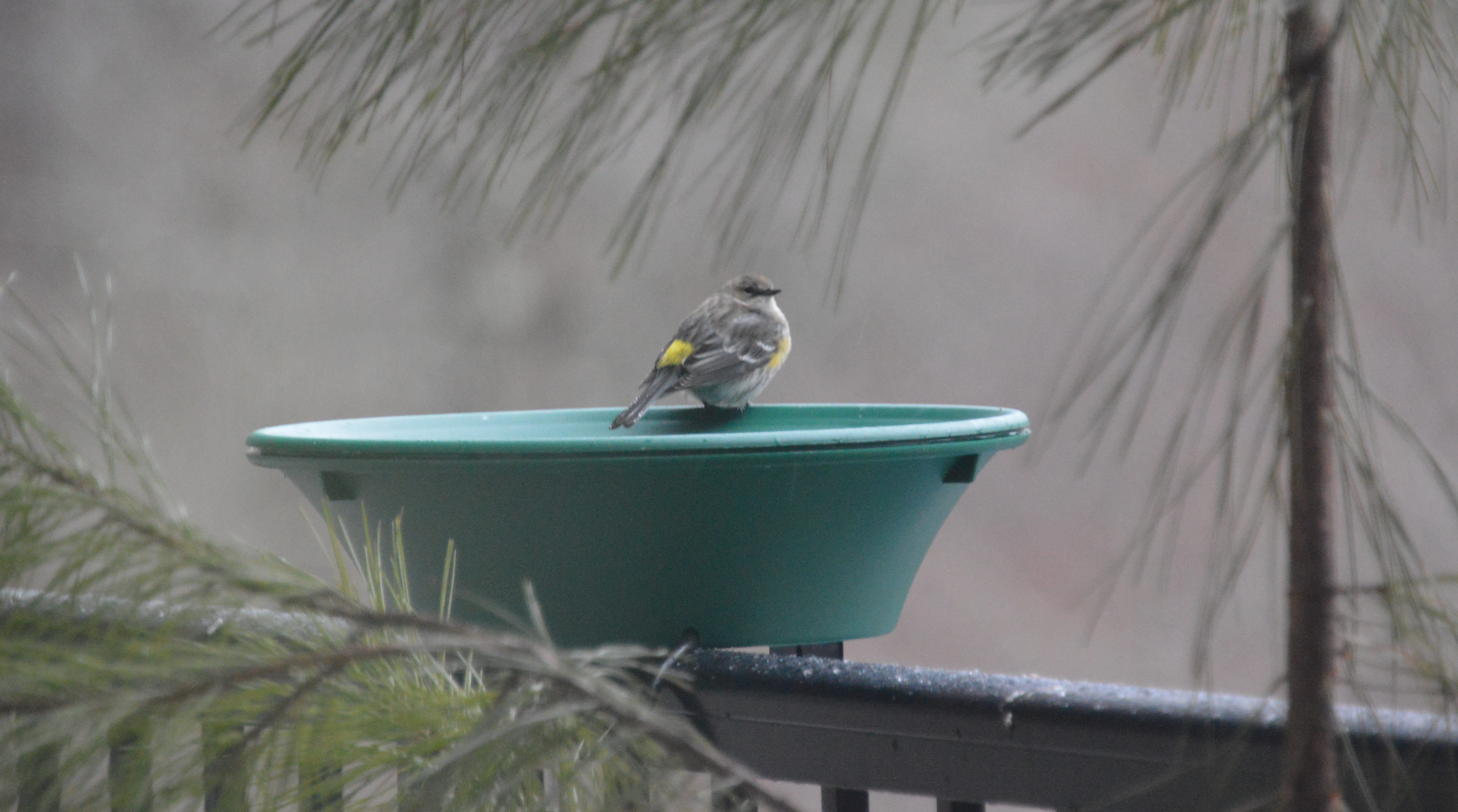 Yellow-Rumped Warbler: Winter 2013