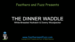 Dinner Waddle - Feature Image