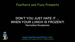 Frozen Lunch - Feature Image