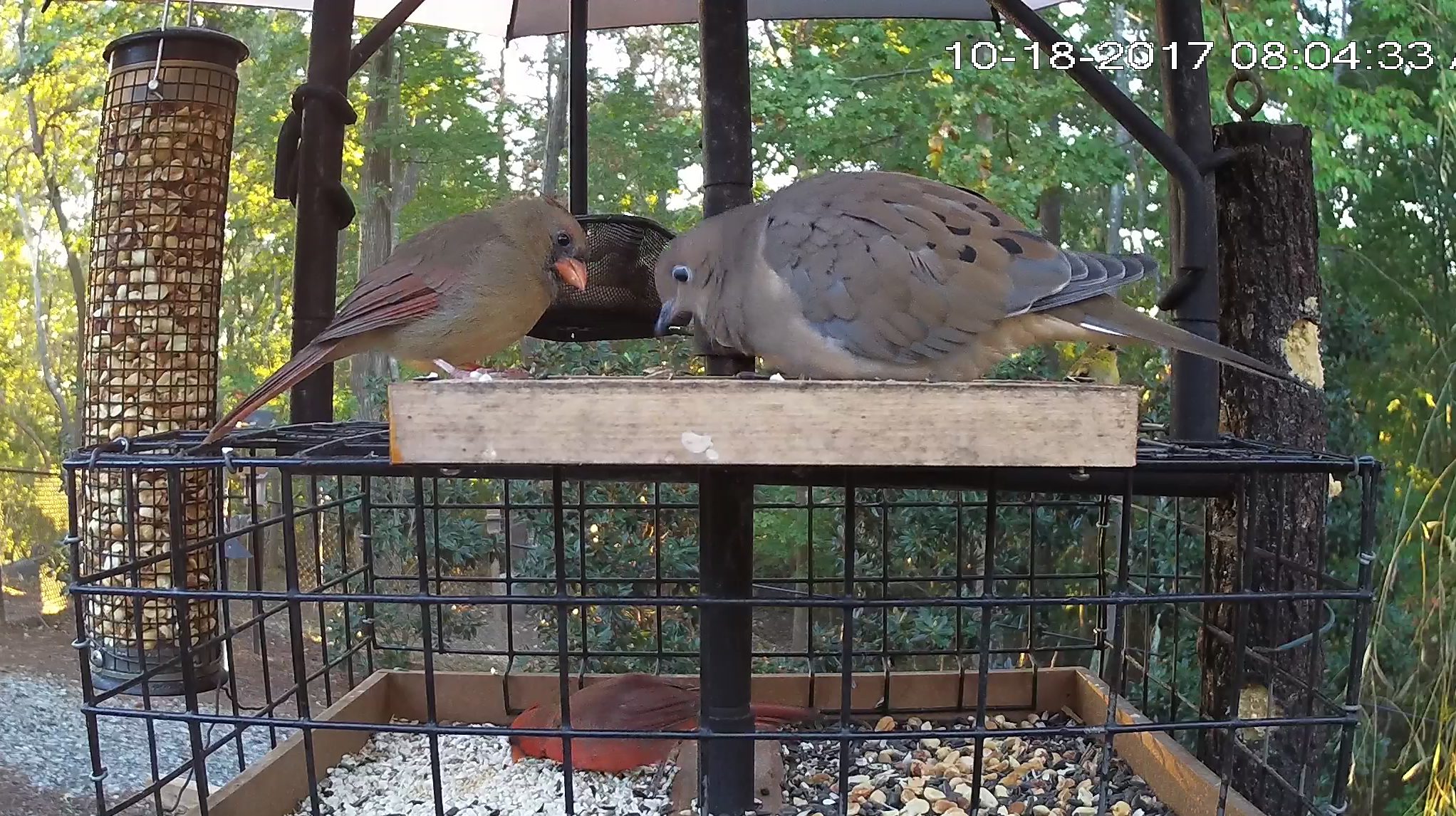 Going Head-to-Head: Northern Cardinal and Mourning Dove