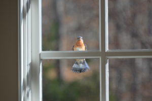 Male Bluebird - Front Window 2018