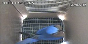 Nesting Season 2018: Bluebird House Hunt