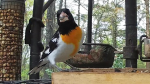 Male Grosbeak - Orange