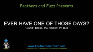 Bad Day - Feature Image