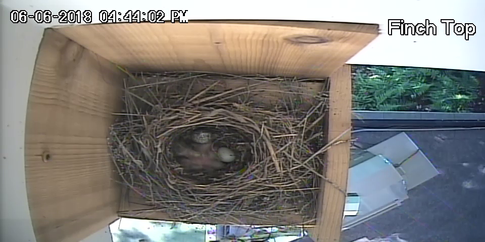 Cowbird Egg Fails to Hatch