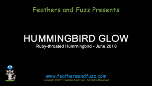 Ruby-throated Hummingbird Glowing Red - Feature Image