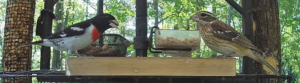 At My Feeders: Rose-breasted Grosbeak