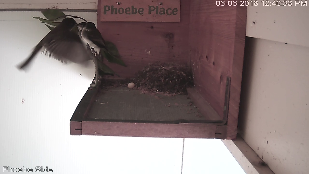 Parent Feeds Branching Phoebe Nestlings