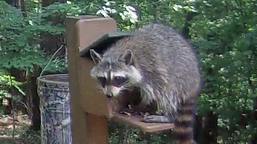 Raccoon at Feeder in Daylight