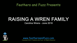 Raising a Carolina Wren Family