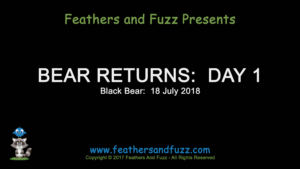 Black Bear Demolition