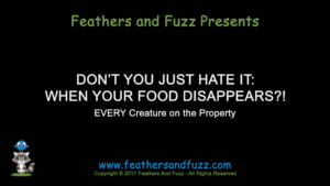 Food Disappears
